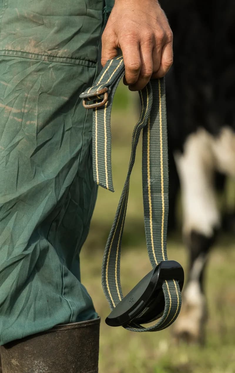 A farmer holds a cow collar with individual cow technology embedded